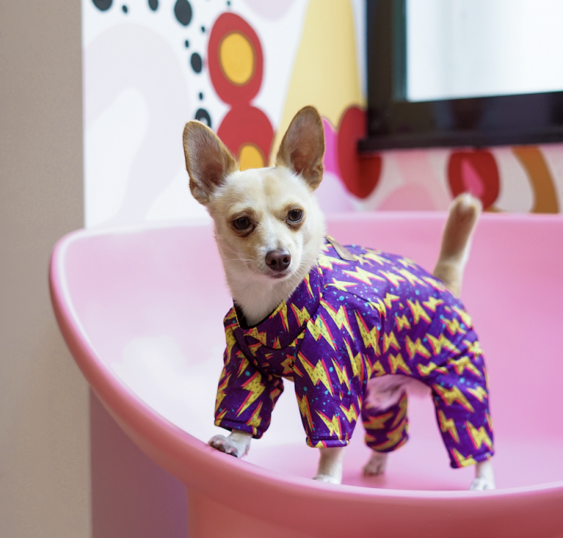 A portrait of a chihuahua in a cute purple outfit.